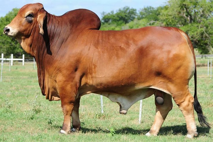 দেশি ষাঁড় (CB-002)