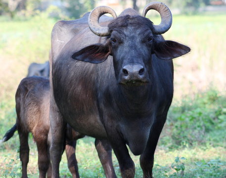 মহিষ (CB-001)