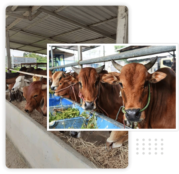 Farm Image