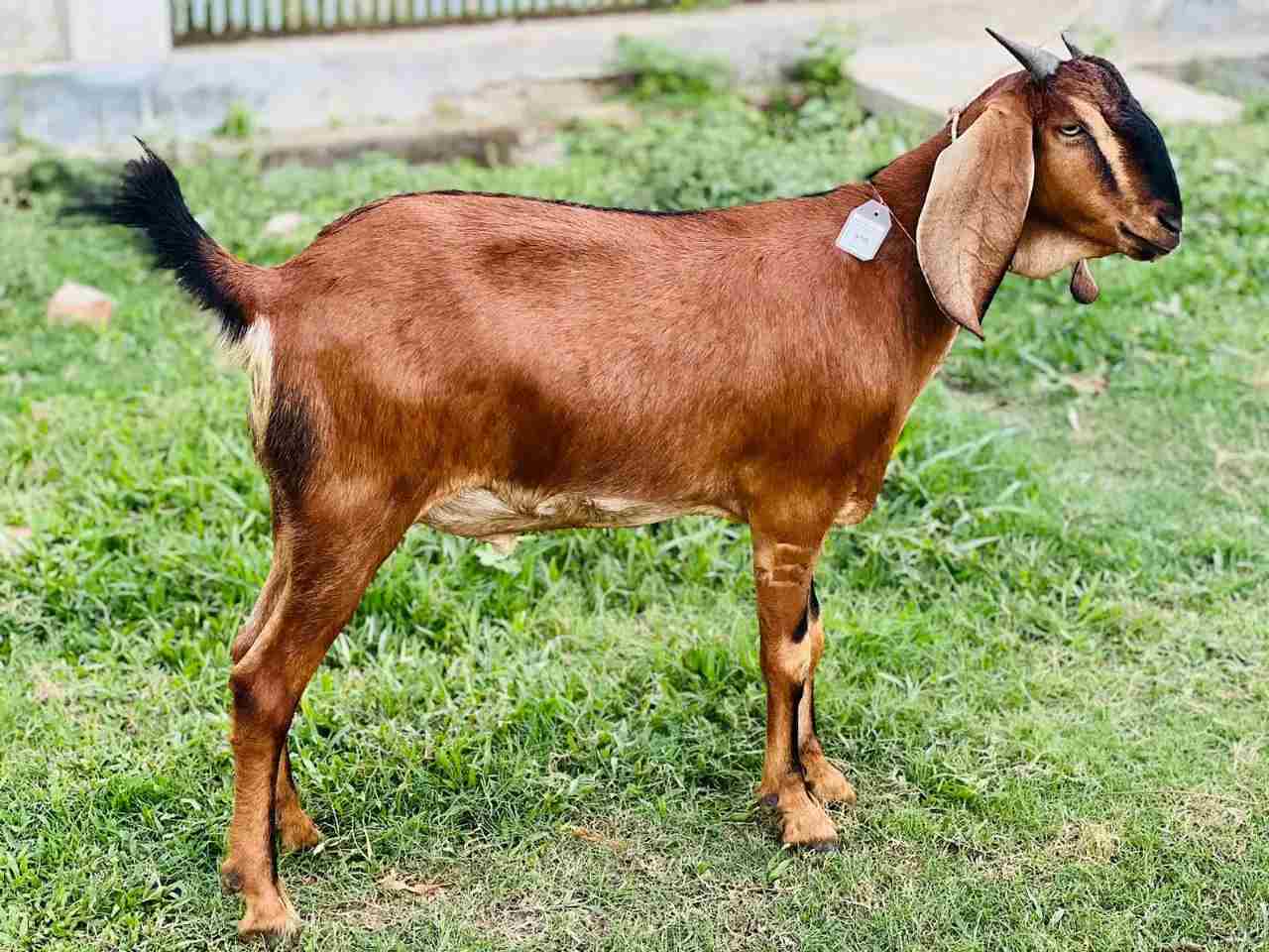ছাগল
