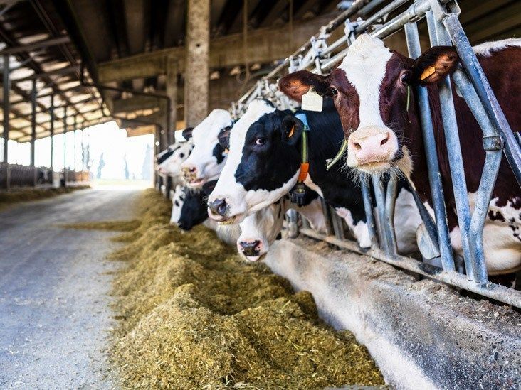Cattle Farm Image